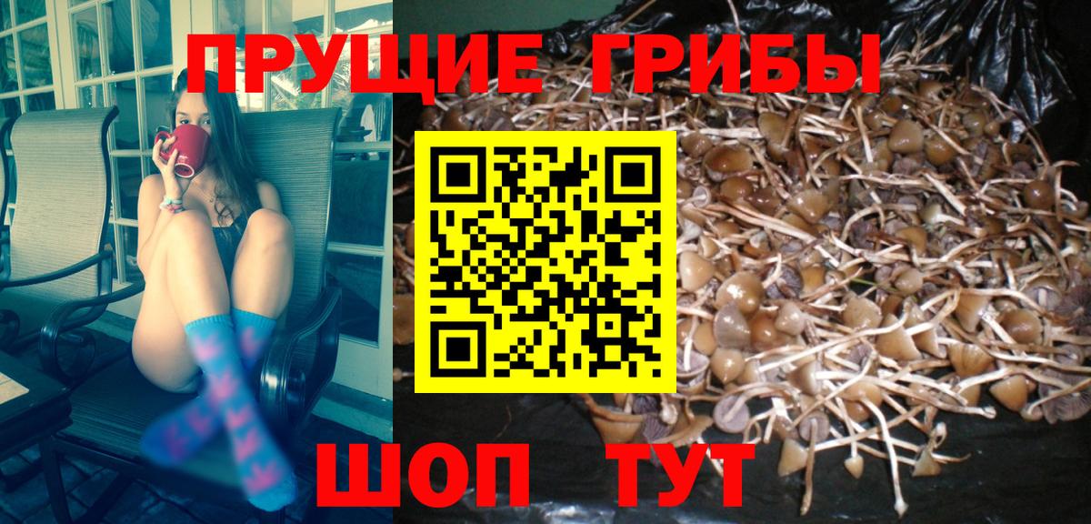 Галлюциногенные грибы прущие грибы  Псилоцибиновые грибы MAGIC MUSHROOMS  Свободный  Вход с VPN 